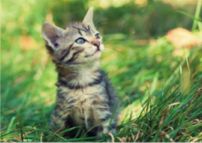 差し替え用サンプル写真：動物シリーズ（ねこ）